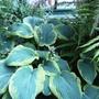 Hostas about to flower