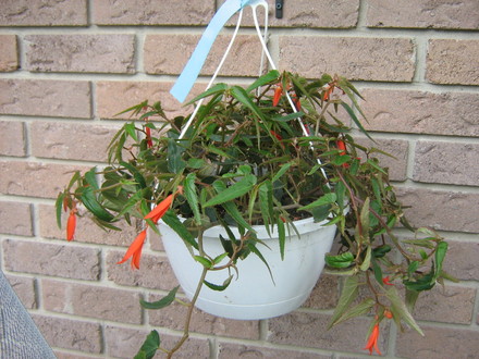 Begonia Boliviensis 