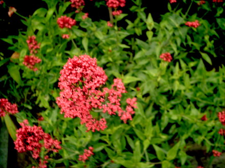 A garden flower photo