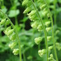 fringe cups (Tellima grandiflora (Fringe cups))