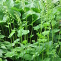 fringe cups (Tellima grandiflora (Fringe cups))