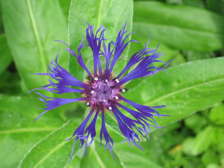 cornflower (Centaurea cyanus (Cornflower))