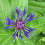 cornflower (Centaurea cyanus (Cornflower))