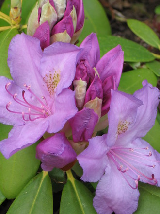 rhododendron (rhododendron)