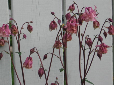 columbine (aquilegia)