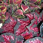 Begonia "Vesuvius", Gardening Scotland 2008