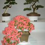 Bonsai, Gardening Scotland 2008