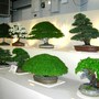 Bonsai, Gardening Scotland 2008
