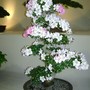 Bonsai Rhododendron, Gardening Scotland 2008