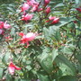 Dsc01000