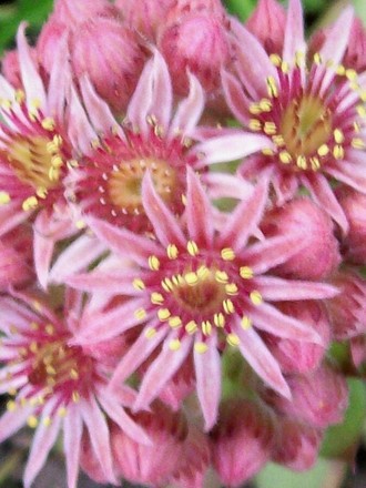 18_6_13.jpg (Sempervivum tectorum)