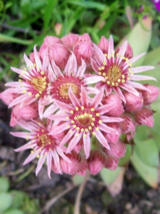 18_6_12.jpg (Sempervivum tectorum)