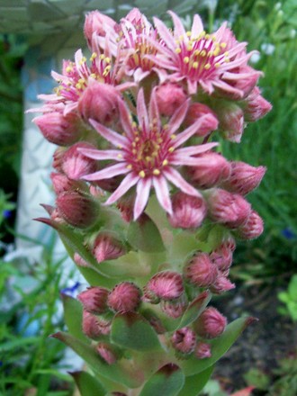 18_6_14.jpg (Sempervivum tectorum)
