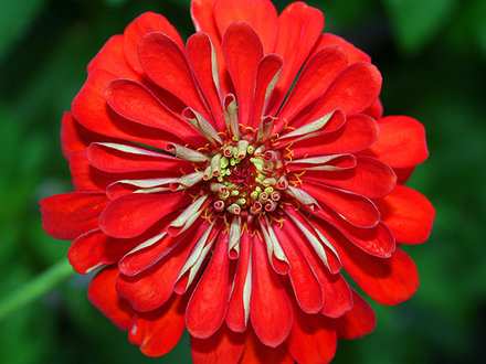 June.RED ZINNIA