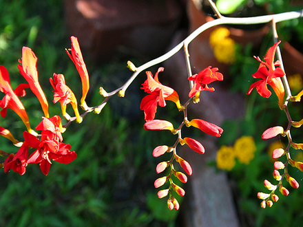 june1508_002.CROCOSMIA---