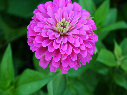 june1508_003.ZINNIA