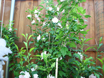 june1508_004.ROSE OF SHARON