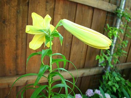 june1508_007.YELLOW LILY