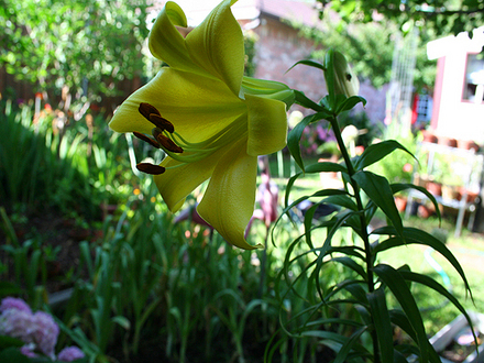 june1508_009.UNKNOWN YELLOW LILY. I NEED HELP IDENTIFY