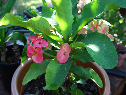 june1508_019.CROWN OF THORNS