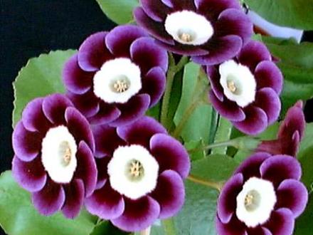 A garden flower photo