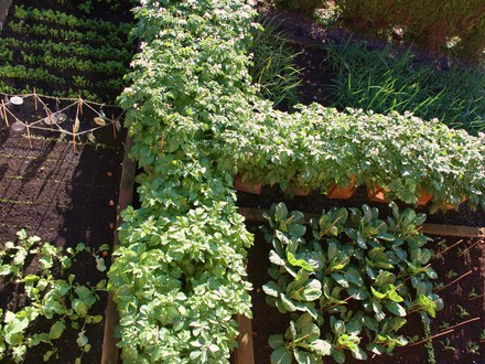 The Front Garden Project (Update)