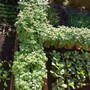 The Front Garden Project (Update)