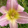 Day Lily Katherine Woodbury
