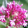 Flowers of red valerian (Centranthus ruber (Red valerian))