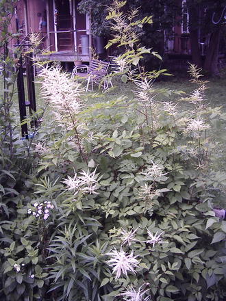 False Goatsbeard (Astilbe biternata)
