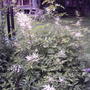False Goatsbeard (Astilbe biternata)