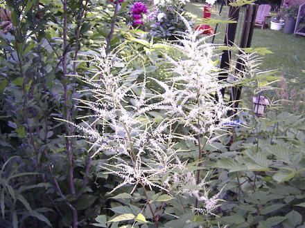False goatsbeard (astilbe) plumes (Astilbe biternata)