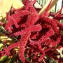 Amaranthus paniculatus