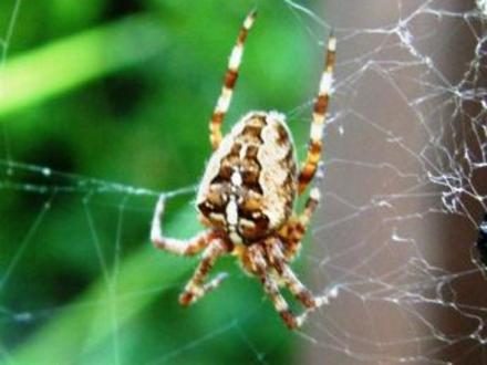 spider