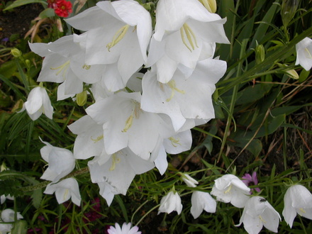 A garden flower photo