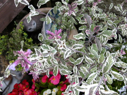 sage