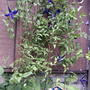 Clematis 'Harlow Carr' (Clematis 'Harlow Carr')