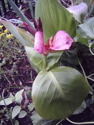 Tropical Canna in pink (Canna 'Tropical Rose')
