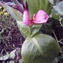 2008-06-19_016