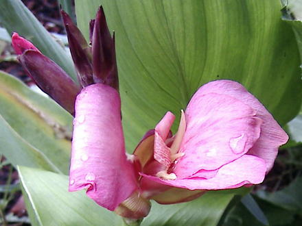 Pink Canna (Canna 'Tropical Rose')