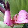 2008-06-19_016tropical_canna_pink