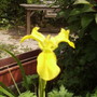 Irisvistabileoldpondbed19