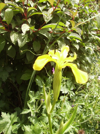 Bearded Iris 06.08 (Iris germanica /pallida)