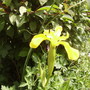 Bearded Iris 06.08 (Iris germanica /pallida)