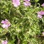 Geranium [Cranesbill] 'Wargrave Pink' 06.08 (Geranium oxonianum/endressii 'Wargrave Pink' (Vistabile))