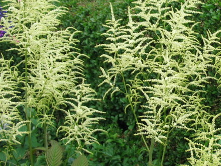 White Aruncus (Astilbe)