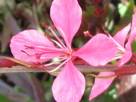 Gaura (Gaura lindheimeri)
