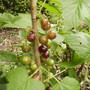 Worcesterberriesripeningvistabilfefruitgarden19