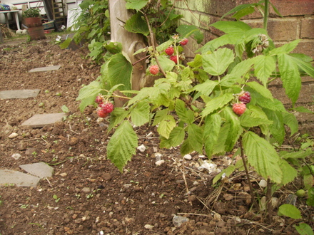 Raspberries Ripening 06.08 (Rubus idaeus)