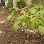 Rubus idaeus